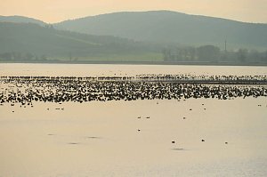 Vogelparadies am Stausee Kelbra