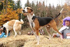 1. Hindernislauf am Harzer Hexenbesen