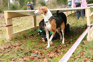 1. Hindernislauf am Harzer Hexenbesen