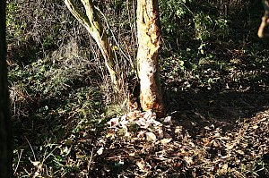 Biberspuren an der Helme