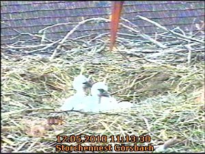 Blick ins Storchennest