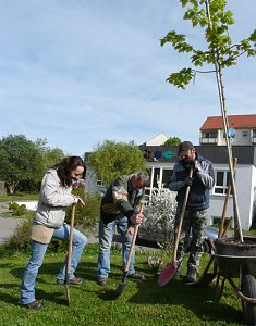 Pflanze deinen Strauch
