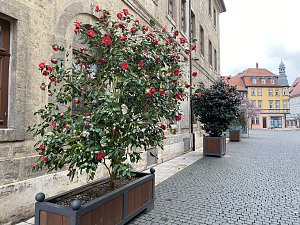 Das Jahr 2024 in Bad Langensalza - Kamelie am Alten Rathaus