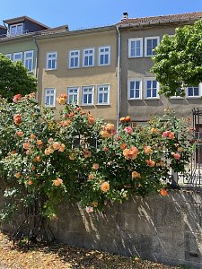 Das Jahr 2024 in Bad Langensalza - Rosenpracht am T&ouml;pfermarkt