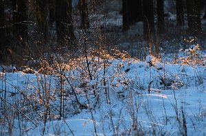 Winterlicher Harzausflug mit Kamera
