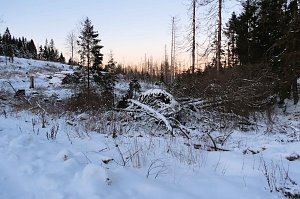 Winterlicher Harzausflug mit Kamera