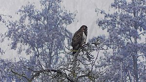 Winter in der Goldenen Aue