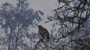 Winter in der Goldenen Aue