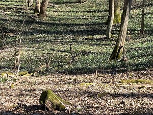 Hainleite Wanderclub: Wanderung M&auml;rz 2025