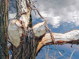 Biberspuren am Gondelteich?