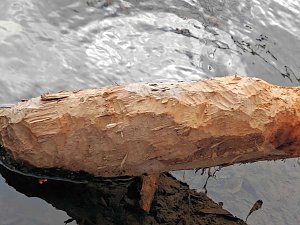 Biberspuren am Gondelteich?