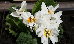 Saisoner&ouml;ffnung im R&uuml;xleber Hof in Auleben