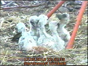 Blick in die Kinderstube