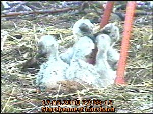 Blick in die Kinderstube