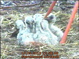Blick in die Kinderstube