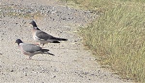 Vogelbeobachtung am Stausee Kelbra