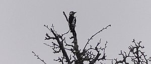 Vogelbeobachtung am Stausee Kelbra