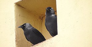 Vogelbeobachtung am Stausee Kelbra