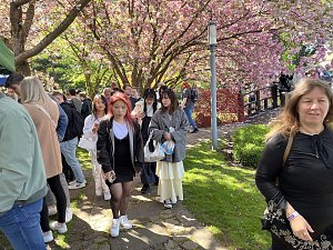 Hanami im Japanischen Garten