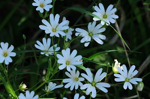 Unterwegs am Rosenteich