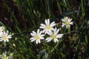 Unterwegs am Rosenteich