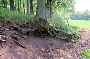 Unterwegs am Rosenteich