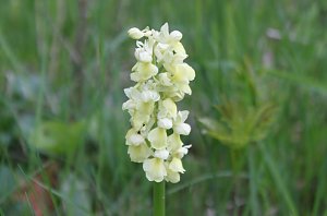 Blasses Knabenkraut