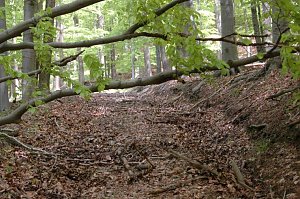 Ein Wort, ein Weg