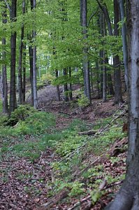 Ein Wort, ein Weg