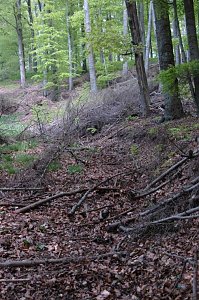 Ein Wort, ein Weg