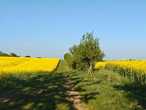 Gelbe Fr&uuml;hlingsstimmung