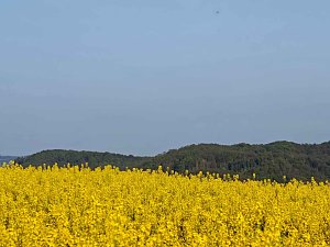 Gelbe Fr&uuml;hlingsstimmung