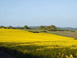 Gelbe Fr&uuml;hlingsstimmung