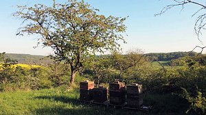 Gelbe Fr&uuml;hlingsstimmung
