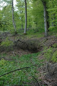 Ein Wort, ein Weg
