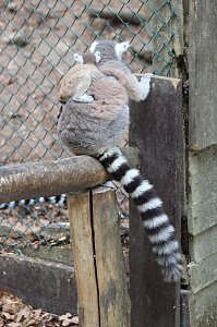 Besuch im Affenpark in Strau&szlig;berg (Th&uuml;ringen)