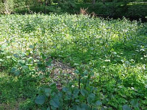Japanischer Staudenknöterich im Stadtpark