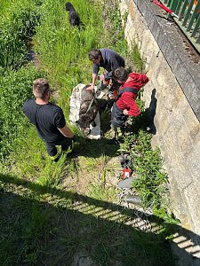 Hund steckt im Wassergraben fest