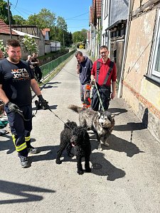 Hund steckt im Wassergraben fest