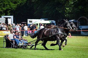 In W&uuml;lfingerode wird demn&auml;chst zur 51. Ponyschau geladen