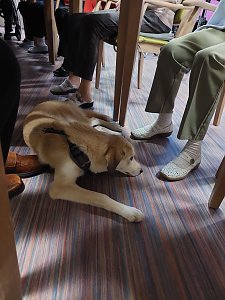 Gemeinsames Zuhause von Bewohner und Tier - in Werther gibt es jetzt einen Therapiehund