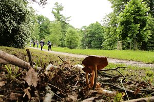Waldjugendspiele 2025 im Park Hohenrode