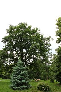 Waldjugendspiele 2025 im Park Hohenrode