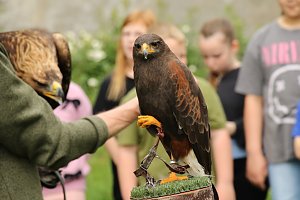 Waldjugendspiele 2025 im Park Hohenrode