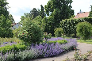 Rosenpracht in Rosengarten in Bad Langensalza