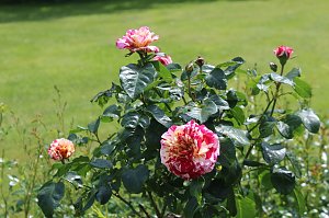 Rosenpracht in Rosengarten in Bad Langensalza