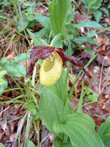 Frauenschuh