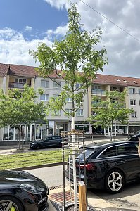 Die EVN unterst&uuml;tzt die Pflanzaktion "Th&uuml;ringen bl&uuml;ht auf"