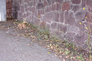 Nicht das Gr&uuml;n das man sich w&uuml;nscht, meint Anton Adlerauge
