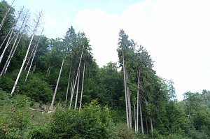 Peter Blei unterwegs im Birkenmoor